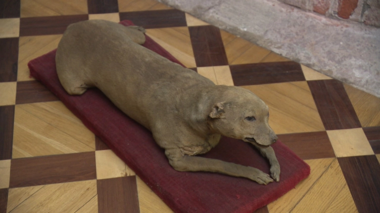 Новое исследование помогло спасти 300-летние чучела собак Петра I в Петербурге - tvspb.ru