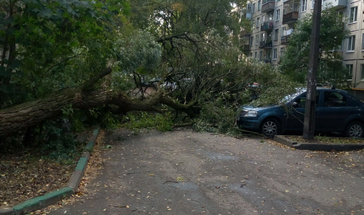 Последствия штормового ветра: в Колпино на машины упало дерево - tvspb.ru
