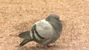 Орнитологи просят петербуржцев не кормить голубей
