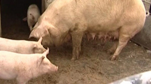 Чем опасна африканская чума свиней для АПК