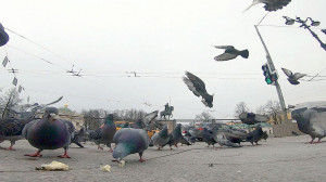 Осторожно, птицы! Кто живет в небе над Петербургом?