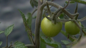 На Фонтанке выросли помидоры