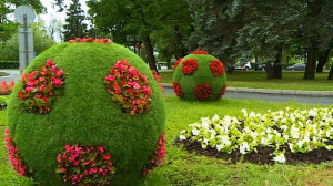 Городские цветы: как развивается зеленый Петербург