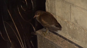 Петербуржцы обнаружили в центре города и спасли краснокнижную птицу камышницу