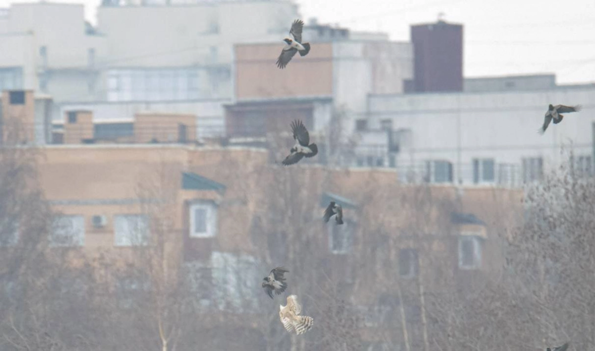Петербуржец сфотографировал битву ястреба и стаи ворон над Орловским карьером - tvspb.ru