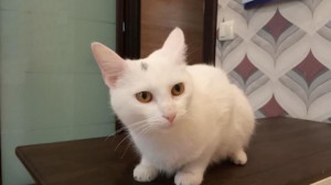 Котойога для самоизолированных