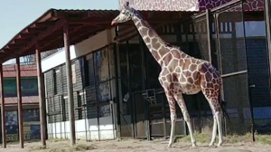В Ленинградском зоопарке жираф вышел прогуляться