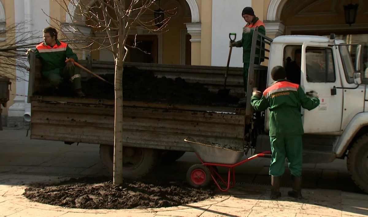 Более 5 тысяч деревьев высадили в Петербурге в апреле - tvspb.ru