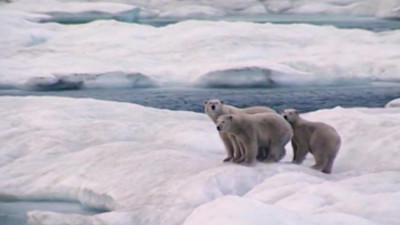 Программа подсчета численности белых медведей в Арктике может затянуться