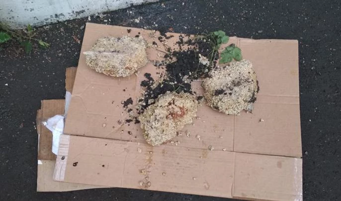 Специалисты «Водоканала» достали из канализации «малышей-жирбергов» - tvspb.ru