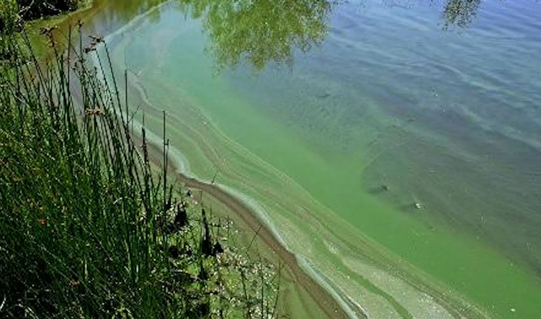 Зеленая вода в озере. Цветение воды цианобактерии. Эвтрофикация озер. Хламидомонада цветение воды. Цианобактерии в озере.