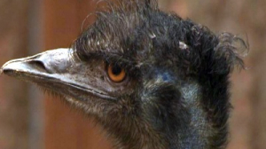 Знакомимся с австралийскими страусами Эму из Ленинградского зоопарка