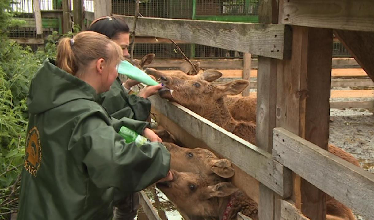 Приходи сюда лечиться и лисёнок, и лосёнок — в центре помощи диким животным началась горячая пора