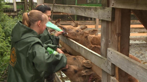 Приходи сюда лечиться и лисёнок, и лосёнок — в центре помощи диким животным началась горячая пора