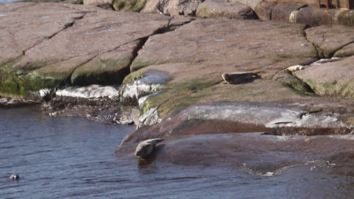 Росприроднадзор объяснил, почему на Балтике находят мёртвых тюленей