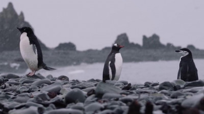 В Антарктиде — плюс 21. Климатолог рассказал, стоит ли ждать глобальное потепление