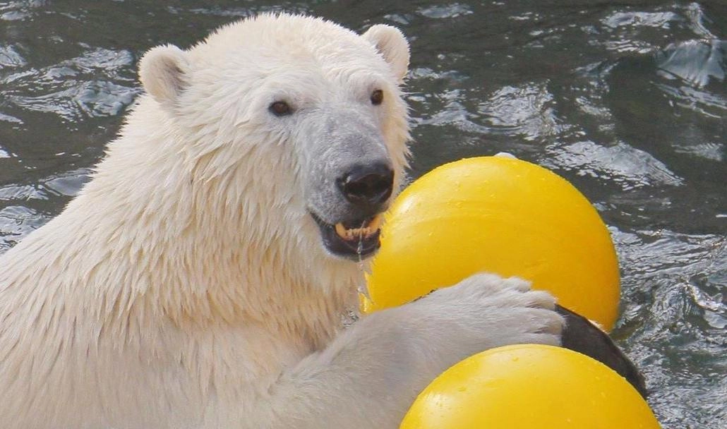 В Ленинградском зоопарке медведица Хаарчаана сражается с новой игрушкой - tvspb.ru