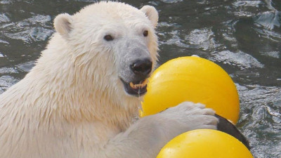 В Ленинградском зоопарке медведица Хаарчаана сражается с новой игрушкой