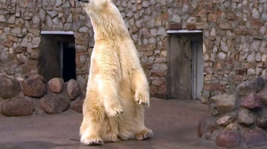Знакомимся с белыми медведями из Ленинградского зоопарка