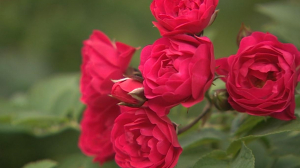 Войти в историю: посадите своё дерево на Елагином