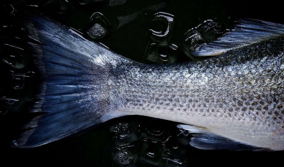 В Петербурге за полгода из оборота изъяли полтонны опасных морепродуктов - tvspb.ru