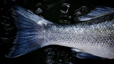 В Петербурге за полгода из оборота изъяли полтонны опасных морепродуктов