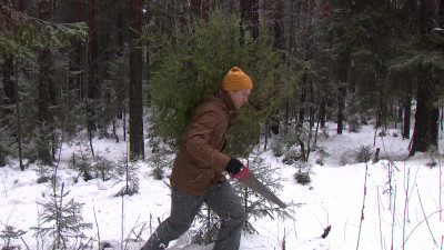 Лесничества Ленобласти приглашают за ёлками