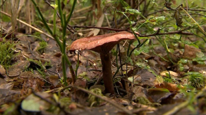 Тихая охота