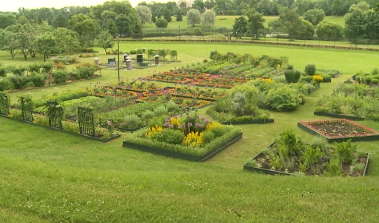 Ботаникум — редиска времён Петра I и лук, доставшийся нам от Золотой орды