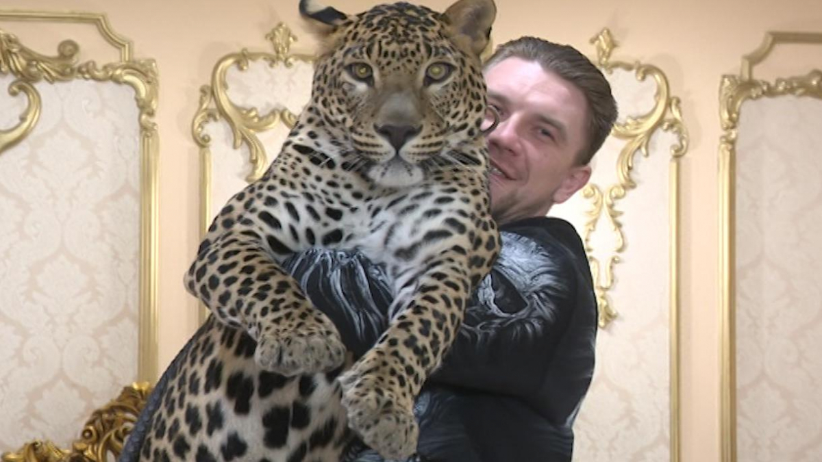 леопард и человек
