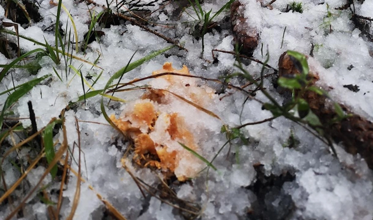 Сезон не окончен: Петербургский биолог нашел грибы в занесенных снегом лесах - tvspb.ru