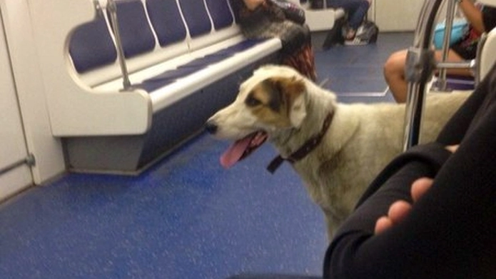 Новости жителей: гениальная собака Алик ищет хозяев, передвигаясь на общественном транспорте - tvspb.ru