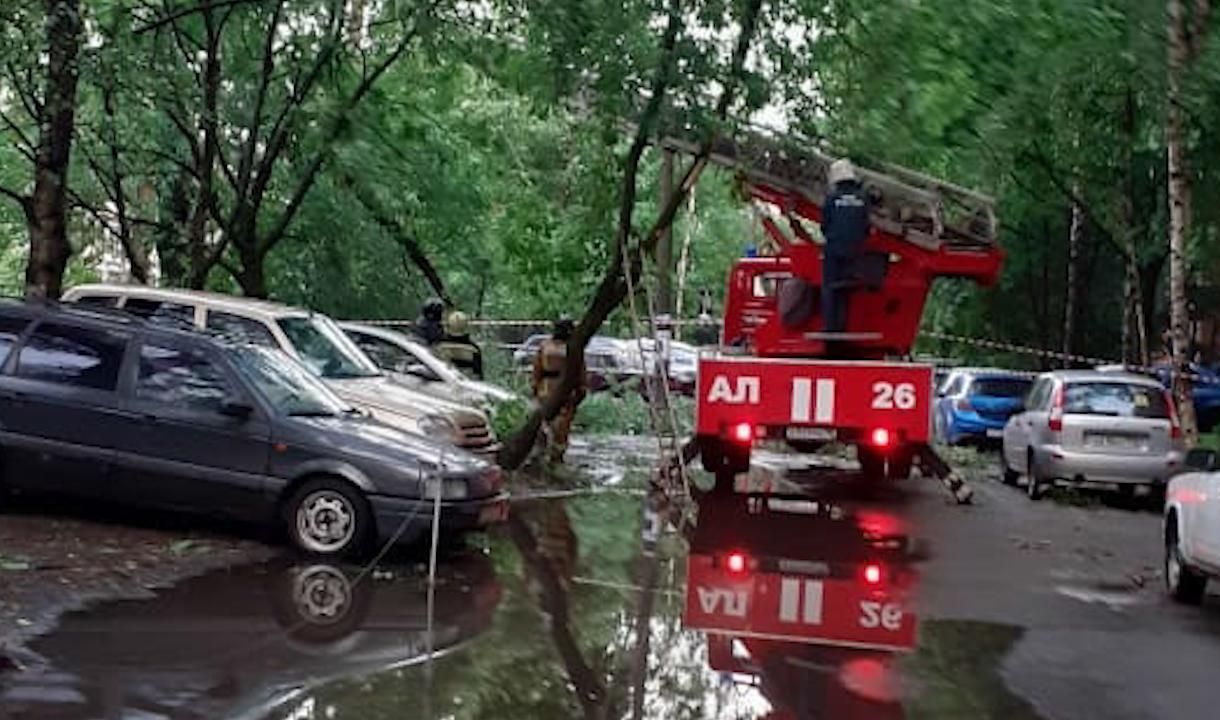 Упавшее дерево в Петроградском районе зажало женщину в автомобиле