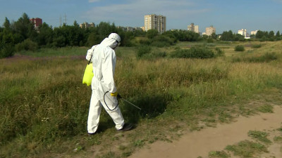 Коммунальщики ведут борьбу с борщевиком в Муринском парке