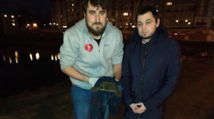 Черепаха в реке Новая