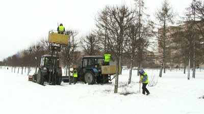 Более тысячи деревьев приведут в порядок в Пушкинском районе