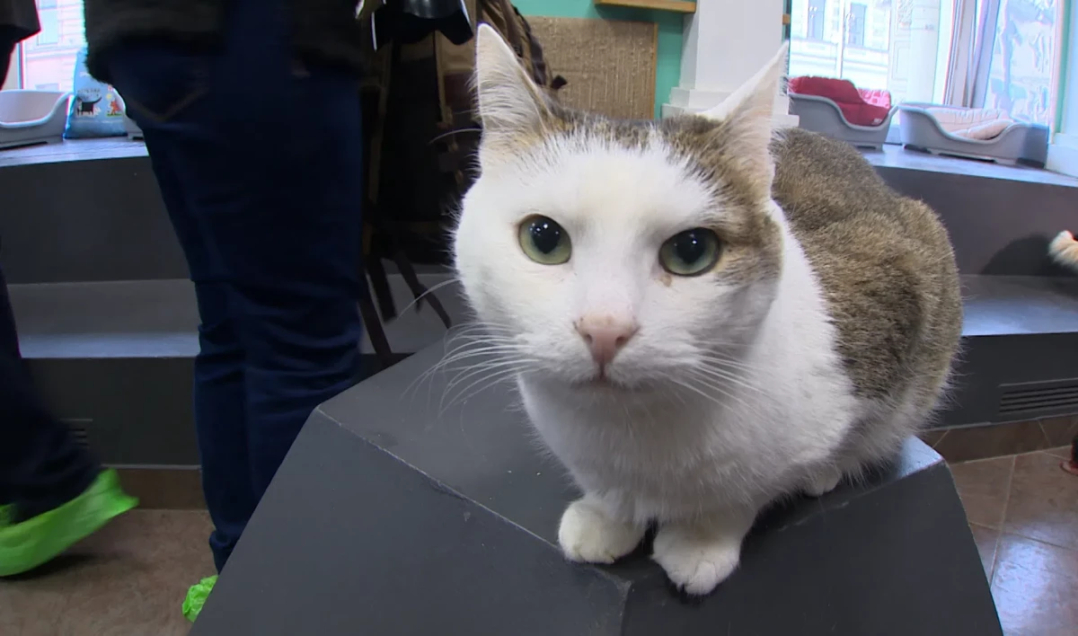 В России специалисты создали тест для выявления антител к коронавирусу у животных - tvspb.ru