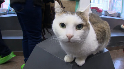 В России специалисты создали тест для выявления антител к коронавирусу у животных