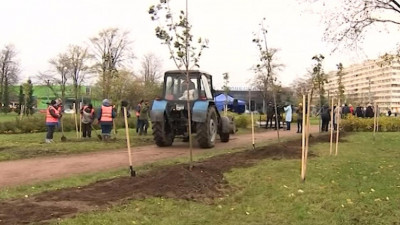 Озеленение города в пандемию — тема нового выпуска программы «Петербург против коронавируса»