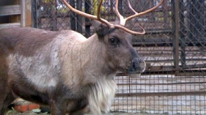 Знакомимся с северными оленями Ленинградского зоопарка