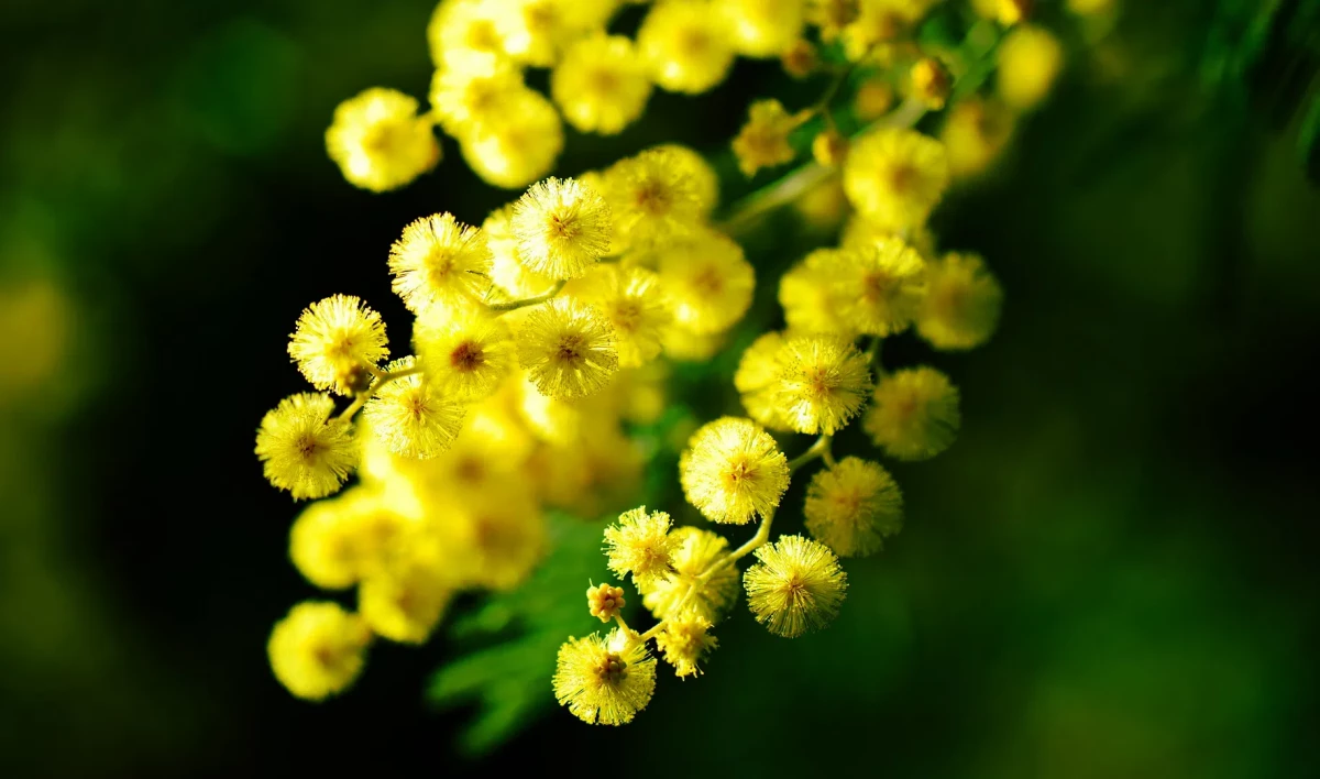 Живин день и Праздник Весны и Труда. Что отмечают 1 мая - tvspb.ru