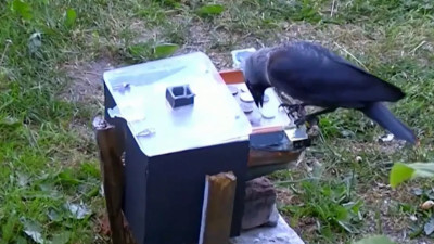 Школьник рассказал, как научил ворон собирать и сортировать мусор