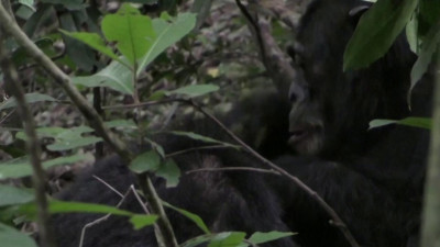 Британские ученые нашли у шимпанзе зачатки речи