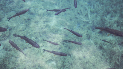 Петербургские ученые помогли обнаружить у рыб депрессию