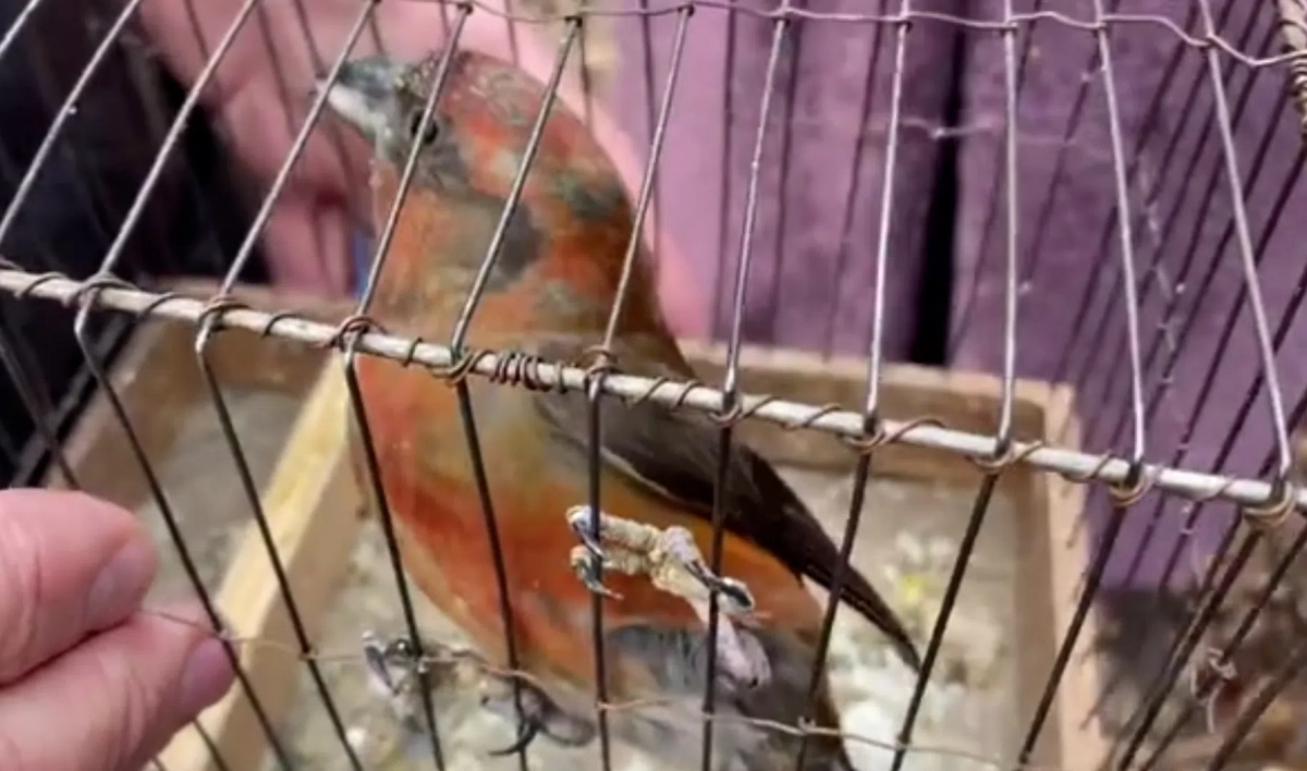 Петербуржца поймали за незаконной продажей птиц в Сампсониевском саду - tvspb.ru