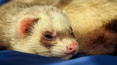 Ветеринар: Чаще всего коронавирусом заболевают хорьки