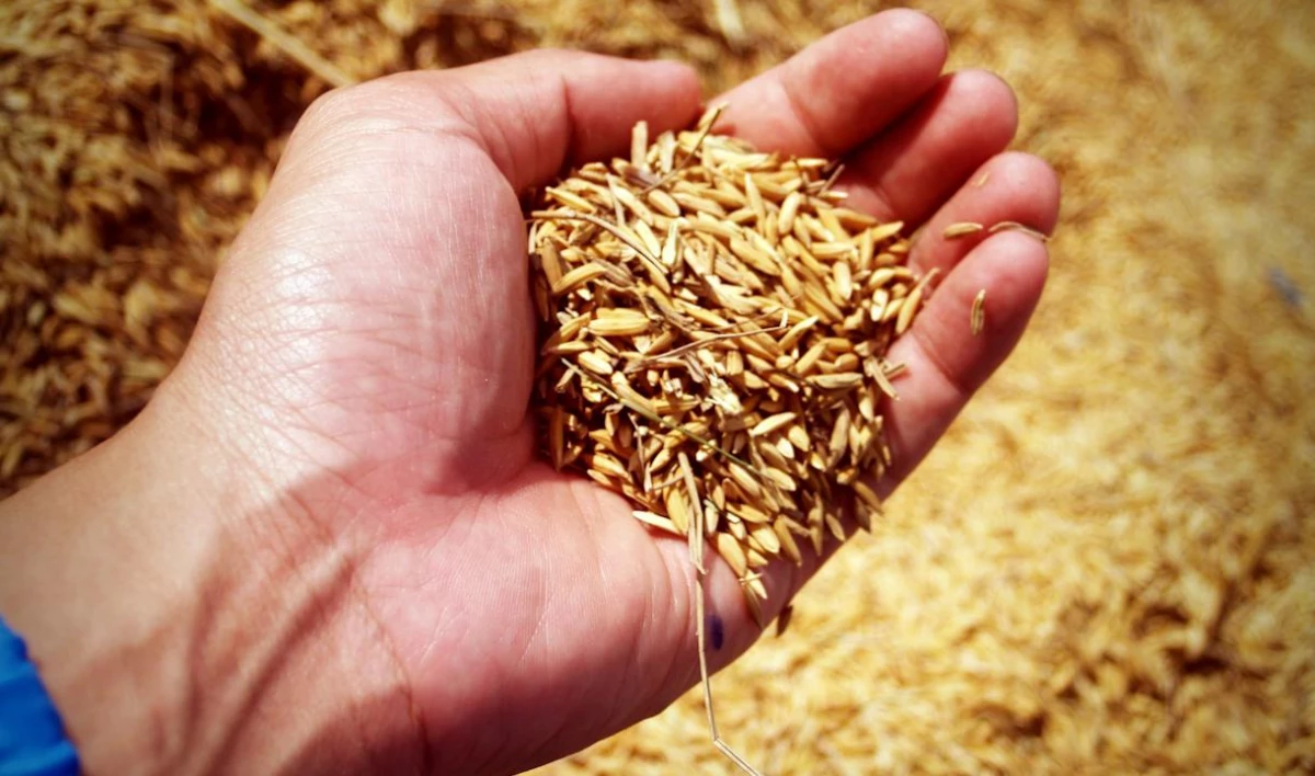 Петербург увеличил запасы зерна в региональном продовольственном фонде на 1500 тонн - tvspb.ru