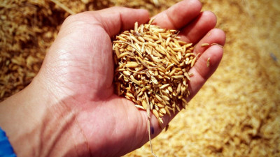 Петербург увеличил запасы зерна в региональном продовольственном фонде на 1500 тонн