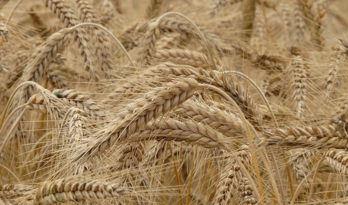 Урожай зерна в Ленобласти вырос - tvspb.ru
