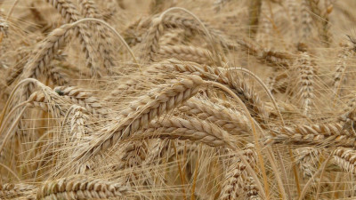 Урожай зерна в Ленобласти вырос